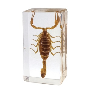 Nhện Thực Nhựa paperweight taxidermy Côn Trùng Trường Lớp Học Trẻ Em Của Quan Sát Mẫu Vật Động Vật Mô Hình Nhựa Thủ Công Mỹ Nghệ - Product Image 3