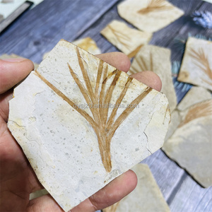 Fósil de Liaoningocladus Boii, Especímen Vegetal del Cretácico Temprano para Estudio Geológico, Exhibición Paleontológica en Casa, Fósil de Planta de la Rama Liaoning - Product Image 1