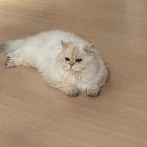 من السهل تركيب أرضيات Piso Laminado 8 من SPC ، أرضيات من الفينيل Spc - Product Image 3