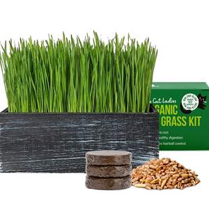 Kit d'<span class=keywords><strong>herbe</strong></span> à <span class=keywords><strong>chat</strong></span> biologique avec jardinière en bois rustique pour la maison, le jardin, l'extérieur, l'intérieur et la pépinière. - Product Image 1