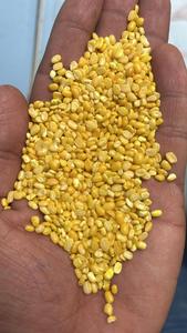 Haricots Moong Dal biologiques séchés transformés par procédé AD, très demandés, conditionnés en vrac (sacs PP/Jute de 25/50 kg), durée de conservation de 12 à 18 mois, vente en gros et au détail - Product Image 5