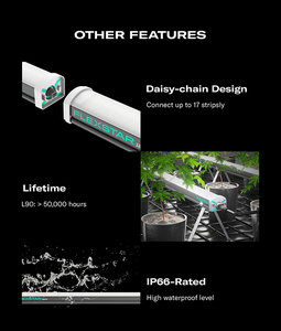 Classé IP66 stocké dans LA Daisy-Chain Durable 4ft R5 Spectrum Dimmable Under Canopy Grow Light Bar - Product Image 6