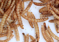 Vente en gros, pièces, médicaments secs, pour poisson oiseaux, animaux domestiques, bon marché