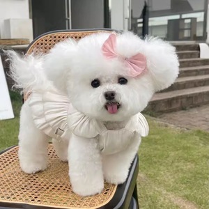 Robe de princesse pour animaux de compagnie, jupe blanche fluide, décorative pour le printemps, pour chiens et chats - Product Image 2