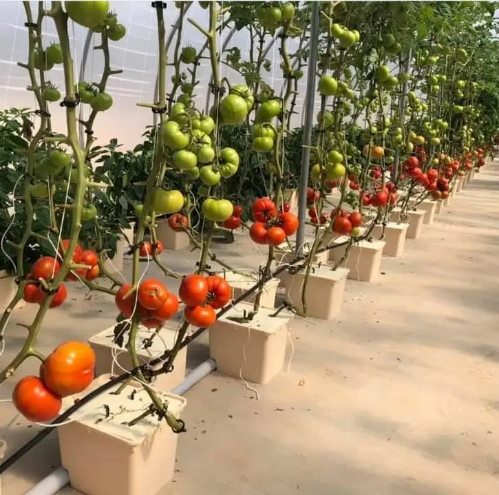 11L 24L 32L הידרופוני בתולה פלסטיק חממה הולנדי דליים לגדול מערכת עבור עגבניות