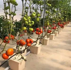 11L 24L 32L Hydro ponic Virgin Plastic Gewächshaus Dutch Buckets Grow System für Tomaten
