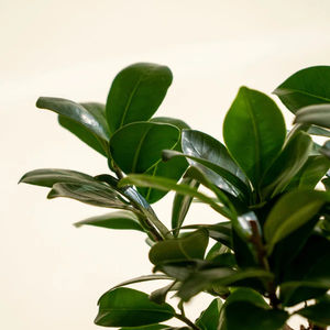 Estilo moderno <span class=keywords><strong>Ficus</strong></span> <span class=keywords><strong>Ginseng</strong></span> Kokedama - Product Image 3