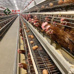 Nouvelle cage à poules automatique robuste de <span class=keywords><strong>type</strong></span> <span class=keywords><strong>A</strong></span>, en acier galvanisé à chaud, durée de vie de plus de 18 ans, pour l'élevage avicole - Product Image 6