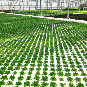 Plataformas Flotantes de Espuma de Grado Alimenticio para Cultivo Hidropónico Comercial de Lechuga DWC - Product Image 4