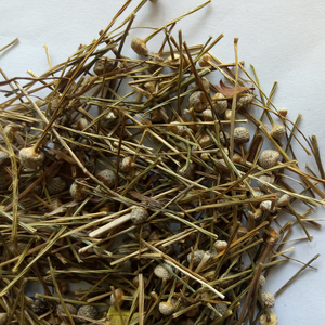 Gu jing cao nuovo essiccato Pipewort naturale Eriocaulon buergererianum globo di infiorescenza fiori per erbe - Product Image 2