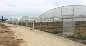 Galvanized Steel Frame Agricultural Vegetable Single Span PE Film Green House Low Cost Tunnel Greenhouse For Tomato