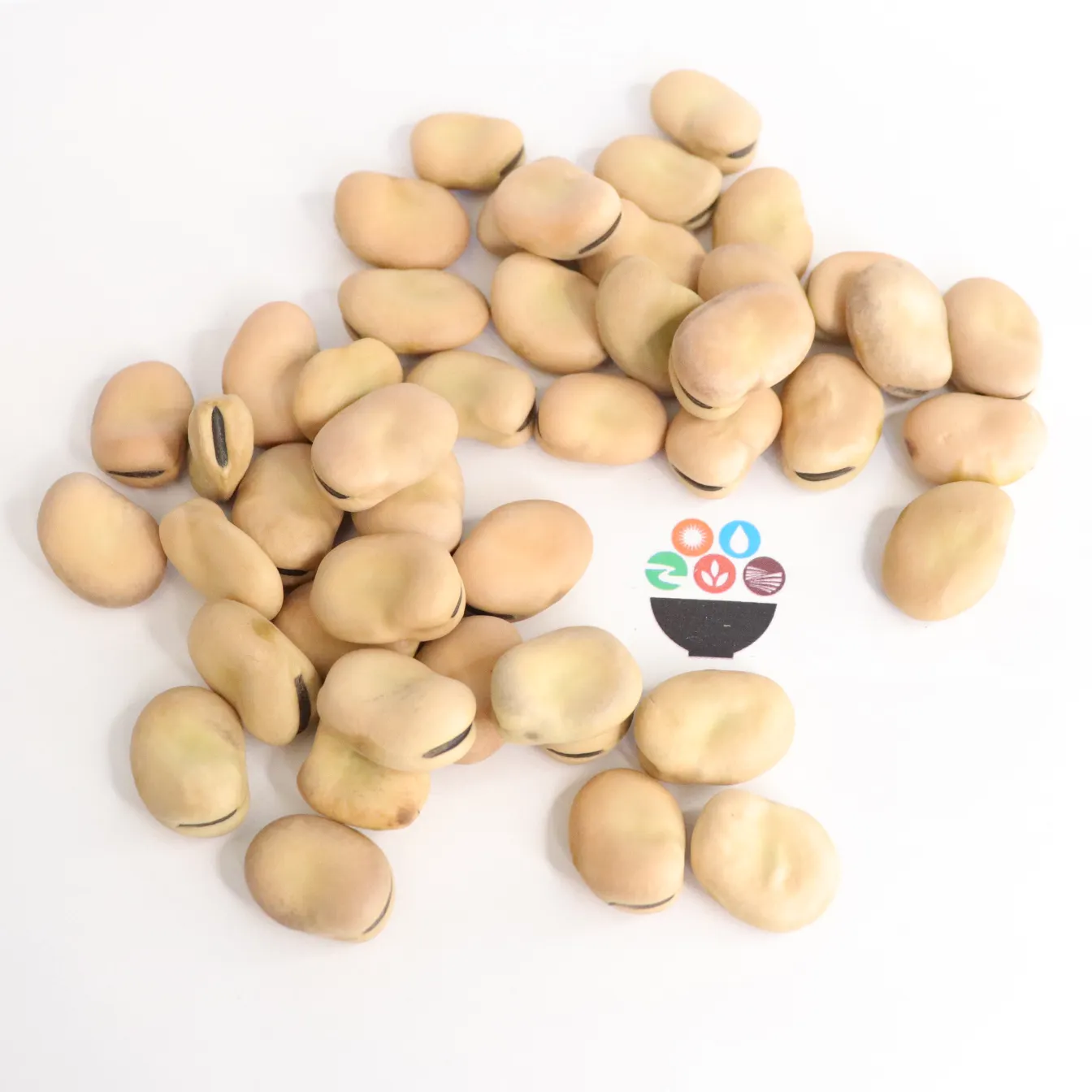 Wholesale dried New Crop Broad Fava Bean Organic