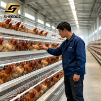 Équipement d'élevage de poules pondeuses de type A, cages à poules pondeuses pour l'élevage, équipements d'élevage avicole, cages à poules pondeuses à étages