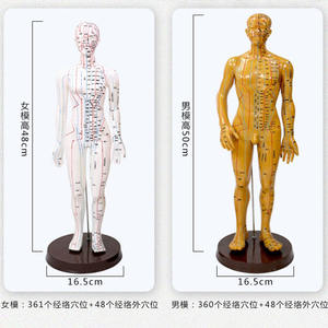 Modèle d'acupuncture chinoise masculin/féminin, modèle de points de pression et de méridiens, mannequin d'acupuncture pour l'enseignement de la médecine chinoise - Product Image 4
