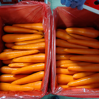 Nouvelles récoltes de carottes rouges fraîches, directement de l'usine, prix bas, carottes jaunes propres et lavées