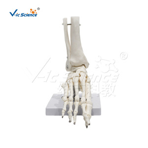 Modèle d'os de pied humain adulte naturel, squelette de pied, spécimens anatomiques médicaux pour l'enseignement, vente en gros - Product Image 5
