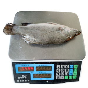 Poisson barramundi congelé frais rond entier avec bon prix Barramundi - Product Image 5