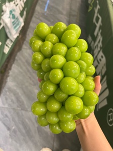 Tươi Chất Lượng Hàng Đầu Không Hạt Nho Ánh Nắng Mặt Trời Tăng Nho Theo Mùa Trái Cây Tươi Bán Buôn Giá Khỏe Mạnh Trái Cây Ngọt Ngào Ngon Ngọt - Product Image 5