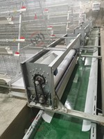 Équipement de cage avicole : Cage en batterie galvanisée à chaud de type A avec nettoyage automatique du fumier pour 160 oiseaux, idéale pour l'élevage de poules pondeuses