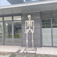 Décorations de squelette d'Halloween de 3 mètres, en PP blanc, articulées, grand format, plusieurs tailles disponibles pour usage intérieur/extérieur