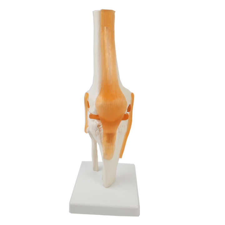 gelsonlab hsbm-089 life size human knee joint model plastic knee