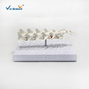 Modelo de Columna Vertebral Canina, <span class=keywords><strong>Esqueleto</strong></span> de <span class=keywords><strong>Perro</strong></span>, <span class=keywords><strong>Esqueleto</strong></span> Animal, <span class=keywords><strong>Esqueleto</strong></span> Canino, Enseñanza de Zootecnia, Columna Lumbar Canina - Product Image 3