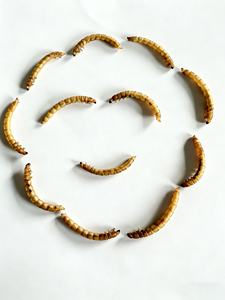 Venta al por mayor de gusanos de harina naturales secos, estándar ISO22000 HACCP, suplementos para la salud de mascotas, alimento para Koi, peces dorados, periquitos, loros y palomas - Product Image 6