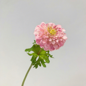Fiore Artificiale di Calendula a Ramo Singolo, Zinnia, Crisantemo per Decorazioni Matrimoniali, Casa, Giorno dei Morti, Composizioni Floreali - Product Image 2