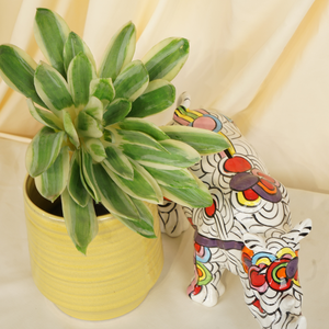 Plantas Suculentas Realistas, Plantas Suculentas Artificiales Realistas de Tallo Único para Decoración de Interiores, Hogar y Jardín, Graduación - Product Image 1