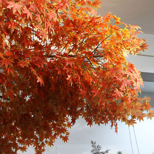 Cây Phong Giả Nhân Tạo Lá Vàng Đỏ Để Trang Trí Trong Nhà Ngoài Trời Kích Thước Nhỏ Theo Yêu Cầu - Product Image 3