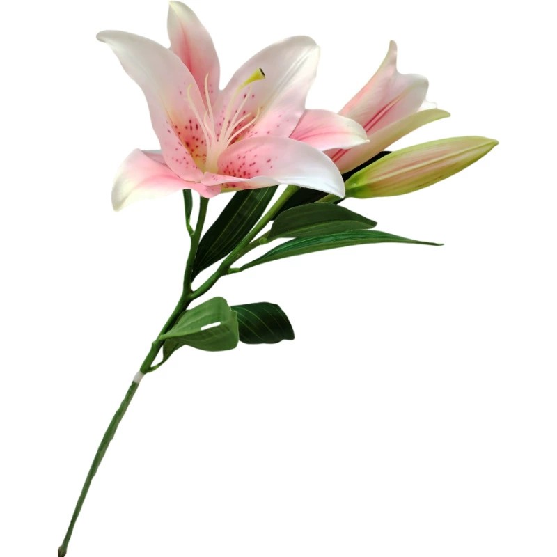 Rose lumière