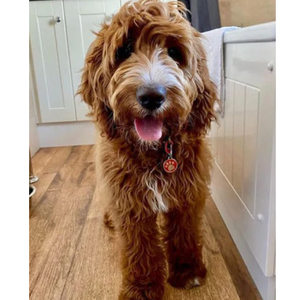 Placas <span class=keywords><strong>de</strong></span> Identificación para Perros <span class=keywords><strong>de</strong></span> Acero Inoxidable con Esmalte, Color Personalizado, Patrón <span class=keywords><strong>de</strong></span> Hueso, Pata, Disco, Corazón, Grabado, Placas <span class=keywords><strong>de</strong></span> Identificación para Perros en Blanco, Resistentes al Óxido y al Deslustre - Product Image 6