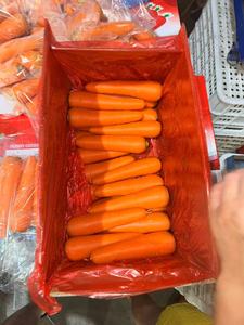 โรงงาน<span class=keywords><strong>ผล</strong></span>ิตมืออาชีพ ขายส่ง แครอทสด 100% ธรรมชาติ คุณภาพสูง สีแดงสด ขนาด 15 ซม. <span class=keywords><strong>พันธุ์</strong></span>ทั่วไป ซิโนฟาร์ม ฟู้ด - Product Image 2