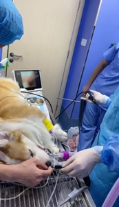 High-End tragbares Veterinär-Gastro skop-System Multifunktion ales Endoskop für Groß tiere und Haustiere - Product Image 6