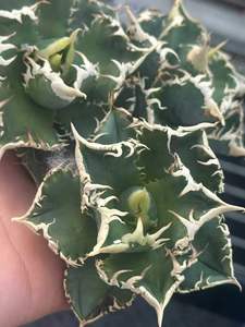 Planta Verde de Interior Popular, Planta Suculenta - Agave Titanota Espino Blanco, Planta en Maceta Cuidadosamente Cultivada, Fabricante MIN HUI - Product Image 4