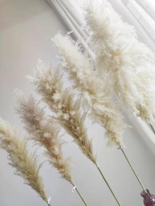 Hierbas de Pampa secas y esponjosas naturales de gran oferta para decoración del hogar - Product Image 6