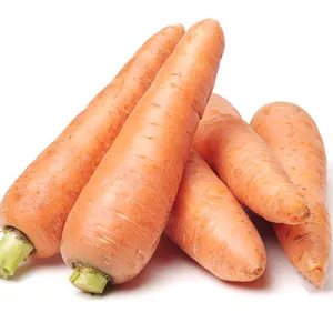 new crop Fresh Carrot Cheap Price Best Quality carrot fresh for sale from carrot farm with low price