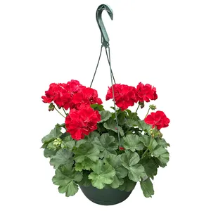 Home Durable Plant Garden Supplies Plastic Hanging Basket Planter Horticulture Flower Pots Hanging Pot