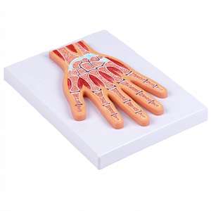 Modelo Anatómico <span class=keywords><strong>Seccional</strong></span> de Articulaciones de la Mano - Herramienta Educativa para Muñeca y Sistema Esquelético - Product Image 6