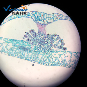 Section des sporoïdes de fougères ; Botanique ; Biologie ; Fougères ; Sections végétales et animales ; Lame de microscope - Product Image 1
