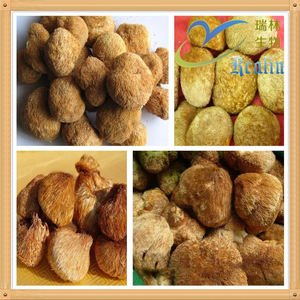 Venta al por mayor a granel orgánico <span class=keywords><strong>Hericium</strong></span> <span class=keywords><strong>Erinaceus</strong></span> Lions Mane Mushroom Powder - Product Image 5