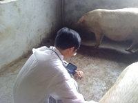 Échographe vétérinaire portable pour ordinateur portable, équipement d'échographie numérique complet pour animaux, échographie vétérinaire la moins chère pour animaux de compagnie