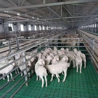 Équipement d'élevage de porcs Planchers à lattes Porcelet Sow Plancher à lattes en plastique pour lit de porc chèvre mouton
