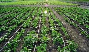 16/20/25/32/40/50/63/75mm Agriculture Irrigation HDPE Tuyau <span class=keywords><strong>Serre</strong></span> Agriculture Hydroponique - Product Image 5