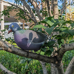 Offre Spéciale <span class=keywords><strong>prix</strong></span> usine nouveau Type EVA chasse <span class=keywords><strong>Pigeon</strong></span> leurres pour la chasse leurre Pigeons - Product Image 2