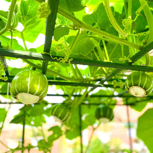 Tuinpalen Klimplant Ondersteunt Decoratieve Plantenkooien Stalen Buizen Tuinsteunen - Product Image 4