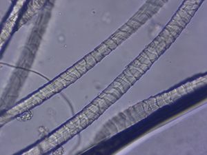 FZ/T SN/T AATCC 20A Tecido Não Tecido Quantitativo Analyzer Fibra Finura Análise Máquina De Teste - Product Image 6