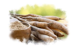 Raíz de Shatavari Orgánica de la Mejor Calidad para Productos de Bienestar Ayurvédico, Suplementos Nutricionales y Suministro a Granel Disponible para la Venta - Product Image 3