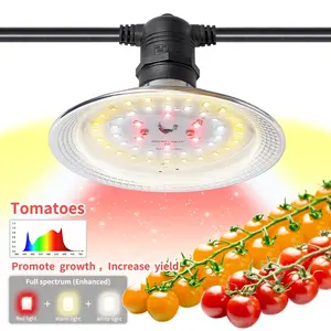 Economy Cheap greenhouse cherry growing light greenhouse fruit tomato fill light growing tent tomato plant light