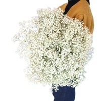 Fleurs de Gypsophile Séchées pour Bricolage Événements Décorations de Mariage